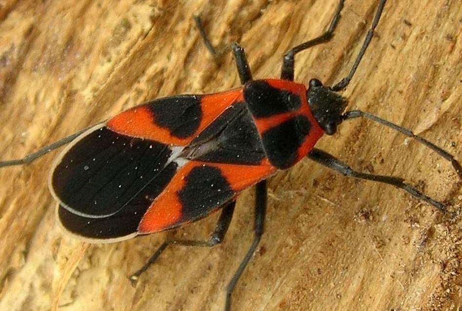 Tropidothorax leucopterus